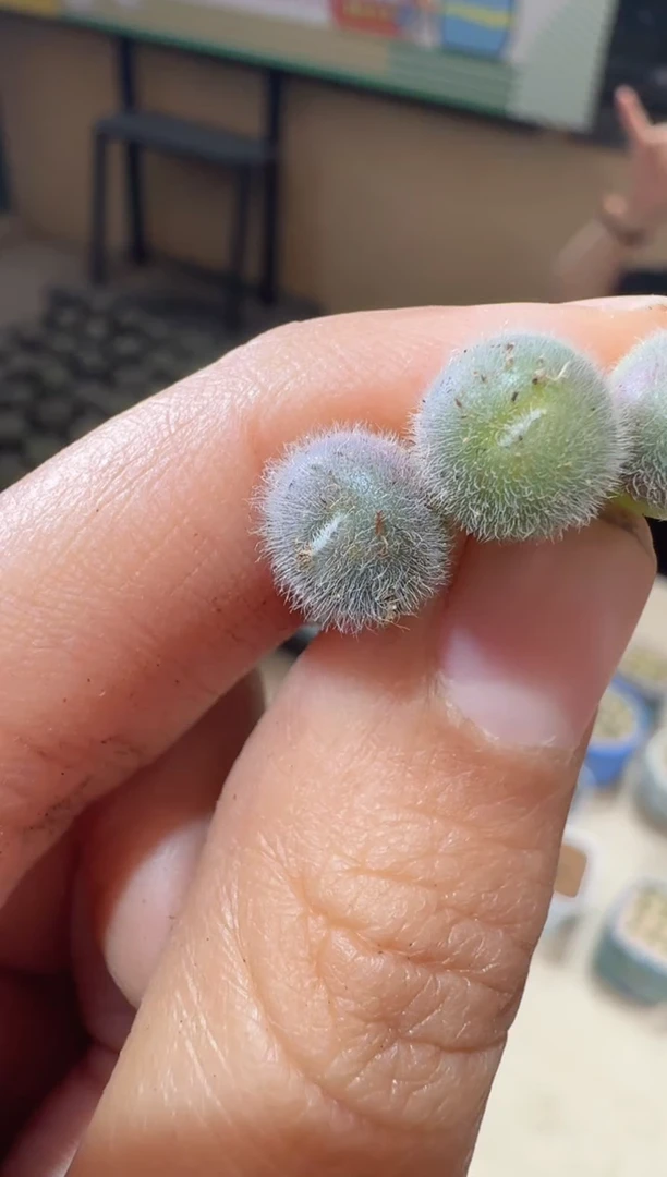 17-332多肉植物肉锥毛球一颗