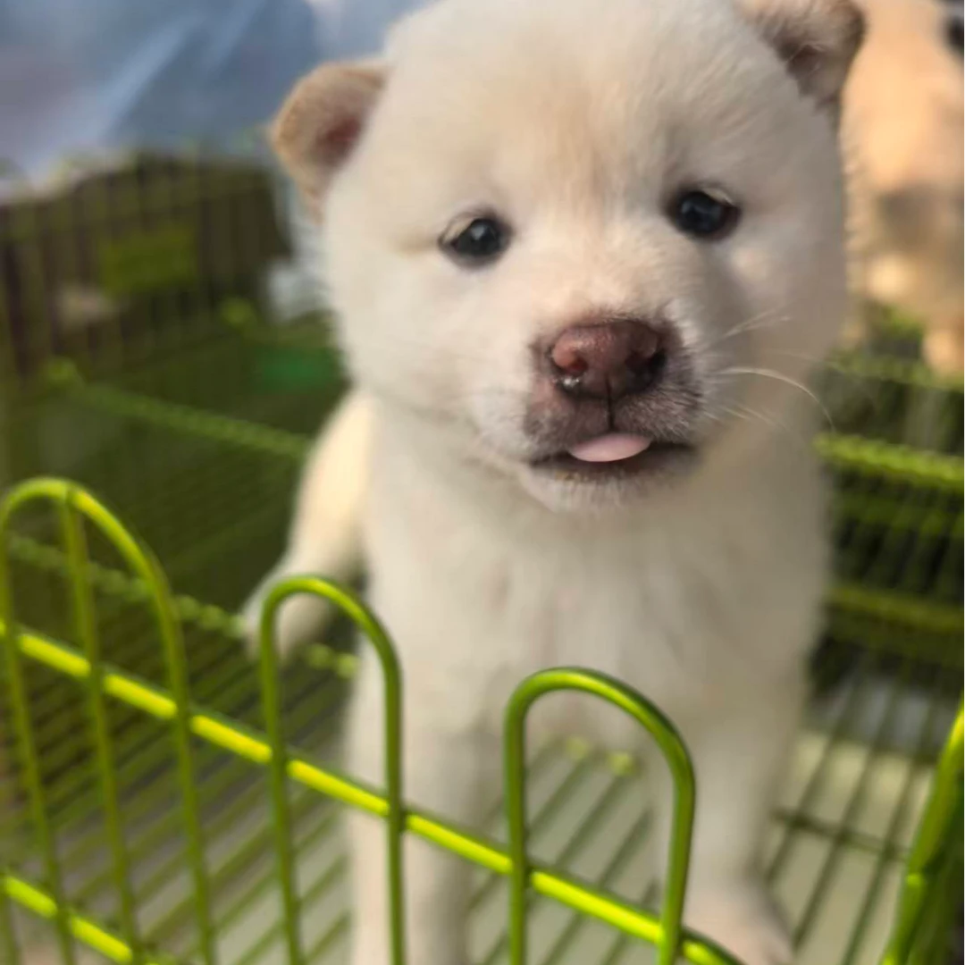 福利活体狗狗精品犬舍直发一物一拍