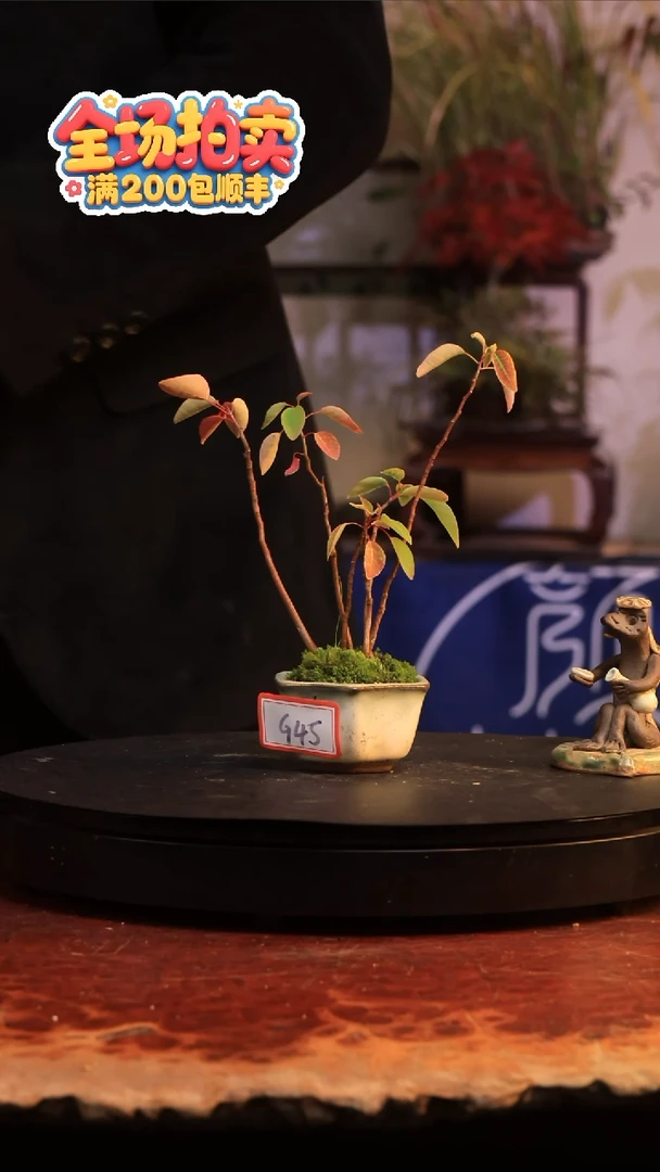 完全开放G45草本植物 不包邮