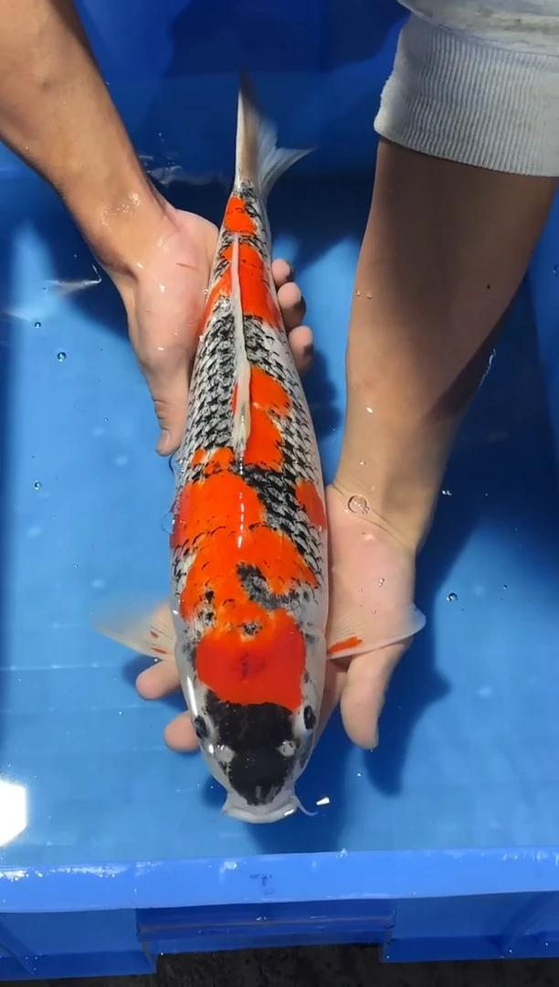 锦鲤佛山金隆锦鲤直播专用闪购链接，不支持7天无理由退货退款