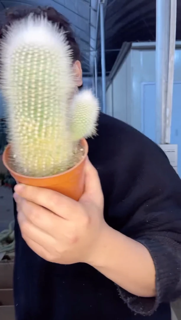 【闪购商品】大单头 白小丁