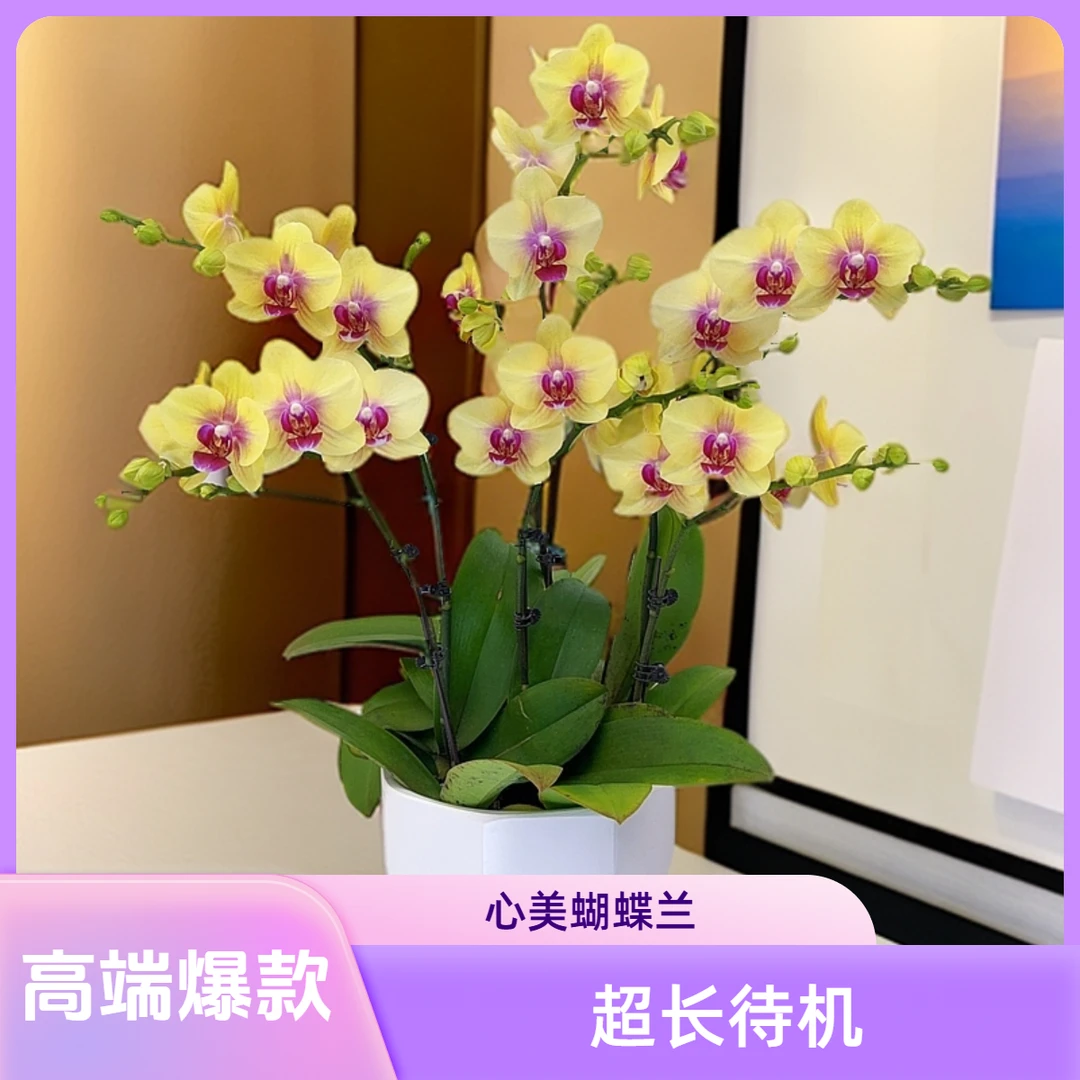 02【朝日】超长待机高端爆款蝴蝶兰