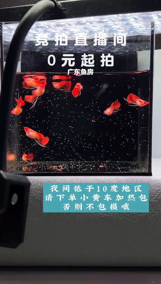 孔雀鱼深海蓝贵族玻璃猫长公10只编号65
