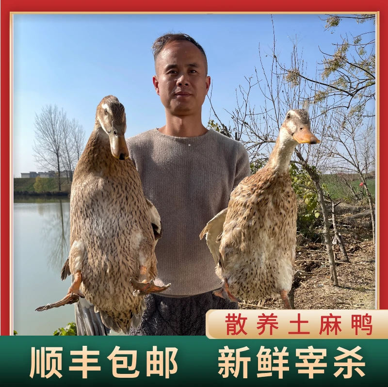 【买2只送2只】4只装农家放养土鸭子无掌无翅顺丰冷链包邮净重8~9斤