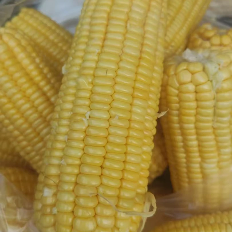 百色当地黄甜玉米水果玉米