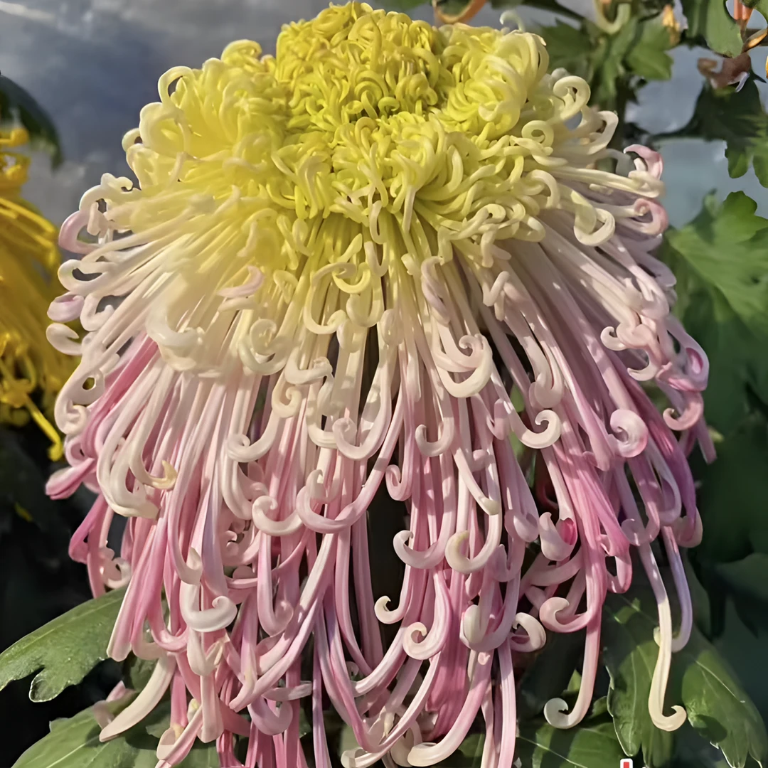 【水佩仙衣】九月大菊花小苗稀有品种花期长耐热耐寒易养活喜阳