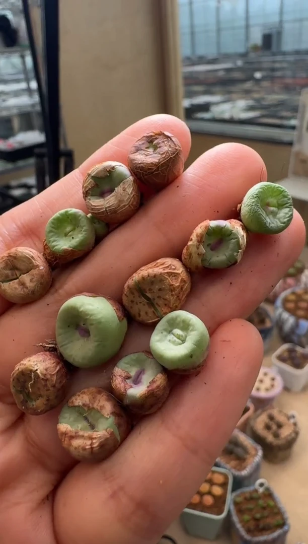 487多肉植物红嘴一颗