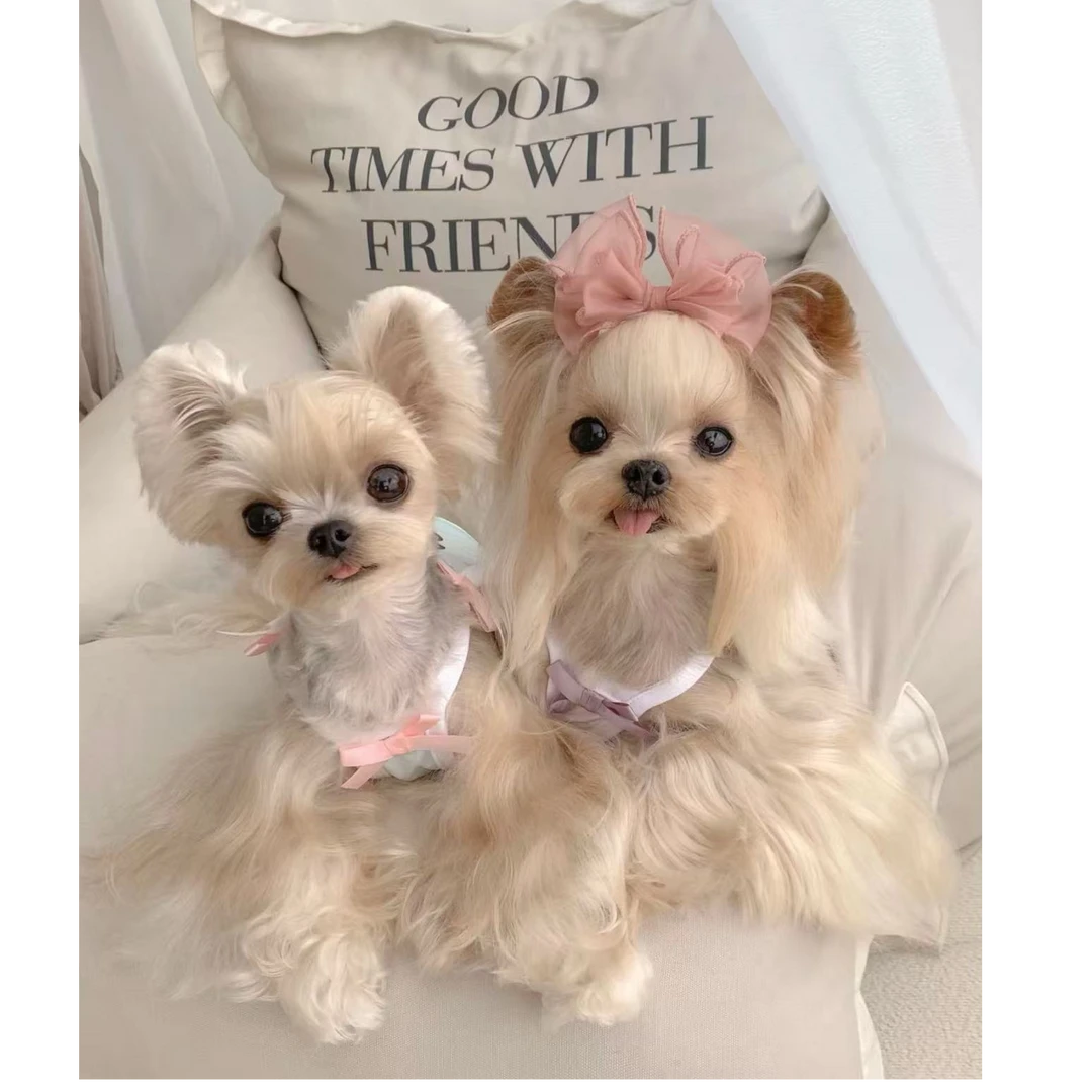 小苹果约克夏西施马尔济斯