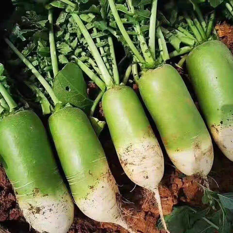 新鲜现挖青萝卜清脆爽口沙地种植可生吃凉拌炖汤炒菜