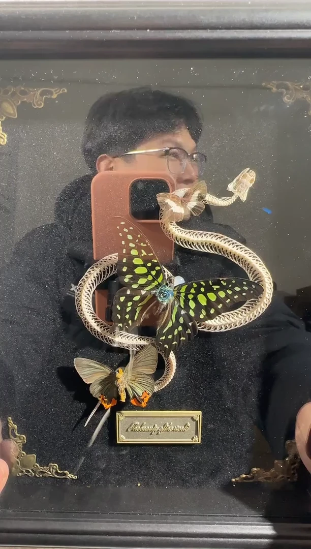 统帅青凤蝶蛇骨