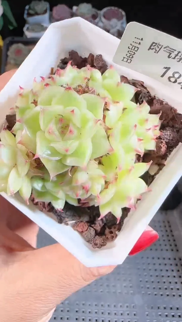 1109-184麦秆群不包整