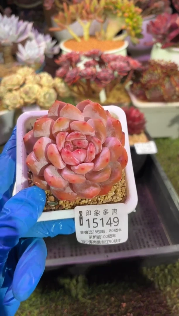 【闪购商品】15149