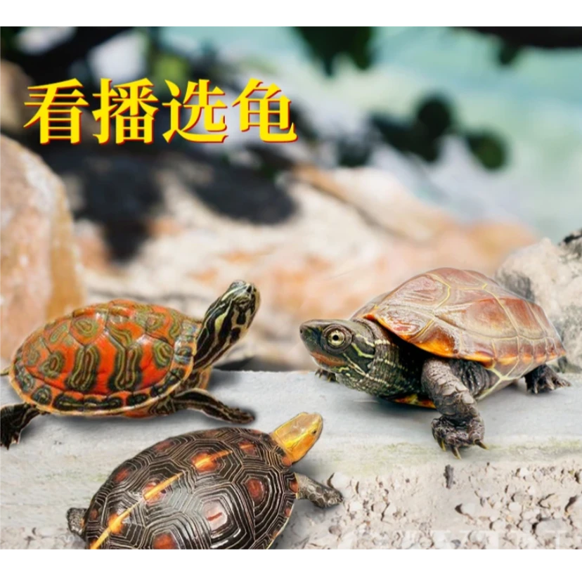 直播挑选乌龟宠物龟活体