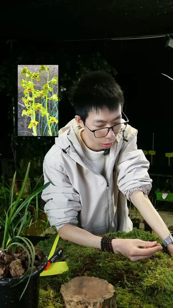 当前无花栽培后可以开花识*蕙兰-老朵云2苗