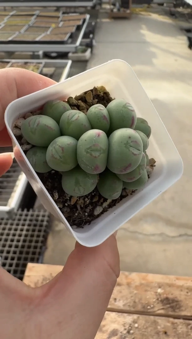 【闪购商品】7-435