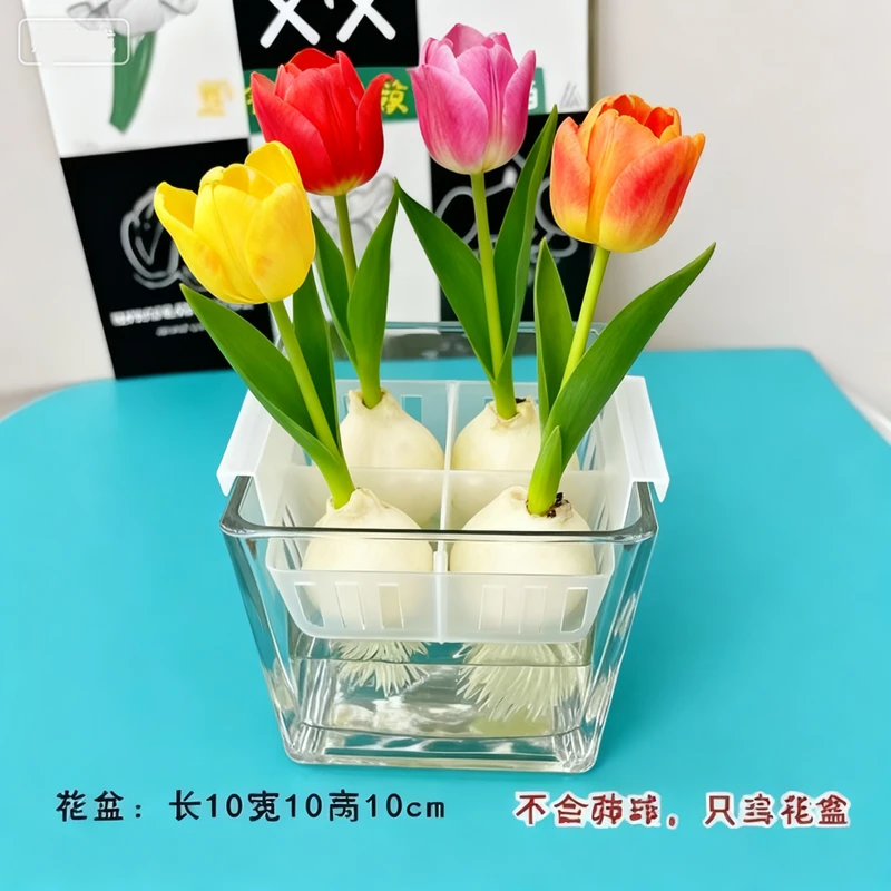 水培郁金香花盆含定植篮水养种球玻璃器皿方便换水定植篮花瓶