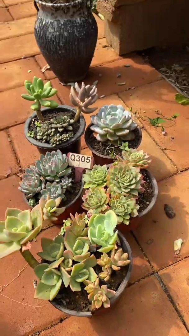 Q305多肉组合默认脱土发货