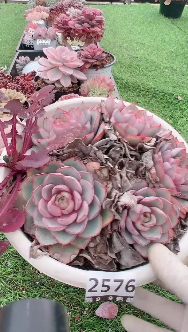 【闪购商品】信福多肉一物一拍