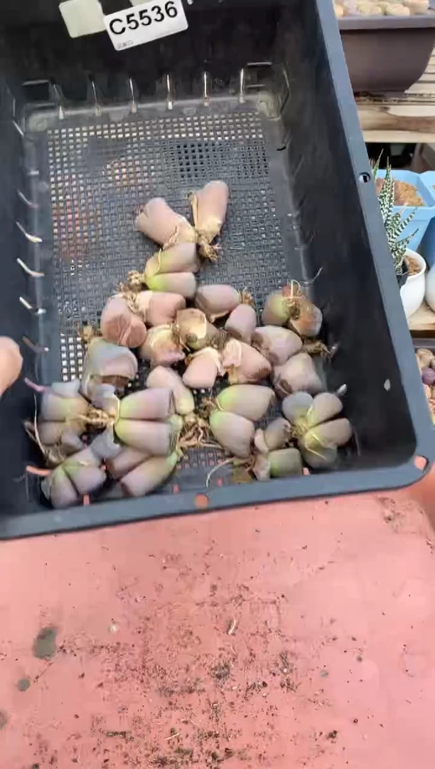 5536 不售后 直播一物一拍