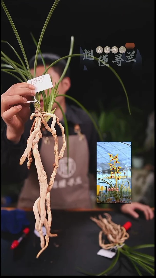 当前无花栽培后可以开花0**2蕙兰朱金红素（子母两苗带芽）