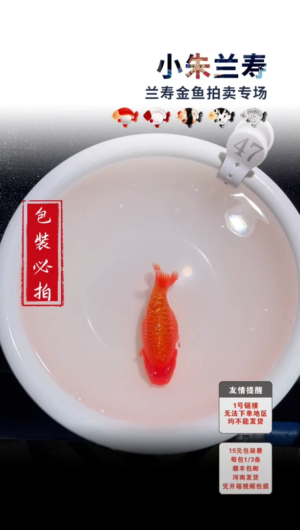 金鱼包装必拍未拍顺丰到付47号