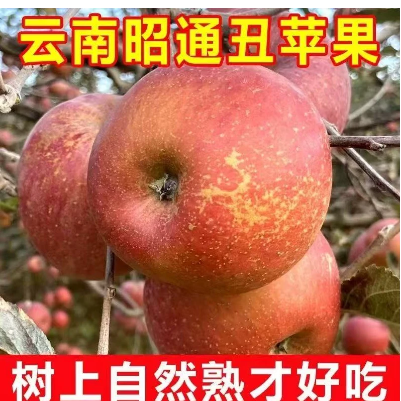 【农家自营】云南昭通现摘高山糖心丑苹果脆甜多汁新鲜采摘孕妇吃