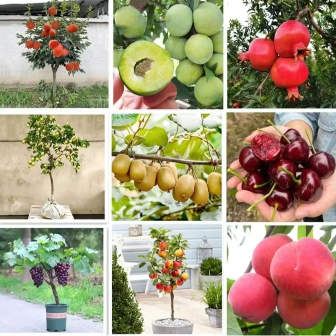 溥畔一物一拍直播间专用果树苗扦插育苗