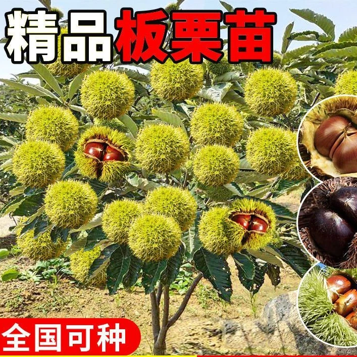 【大果板栗树苗】南方北方种植当年结果庭院果树苗盆栽地栽板栗苗商品图