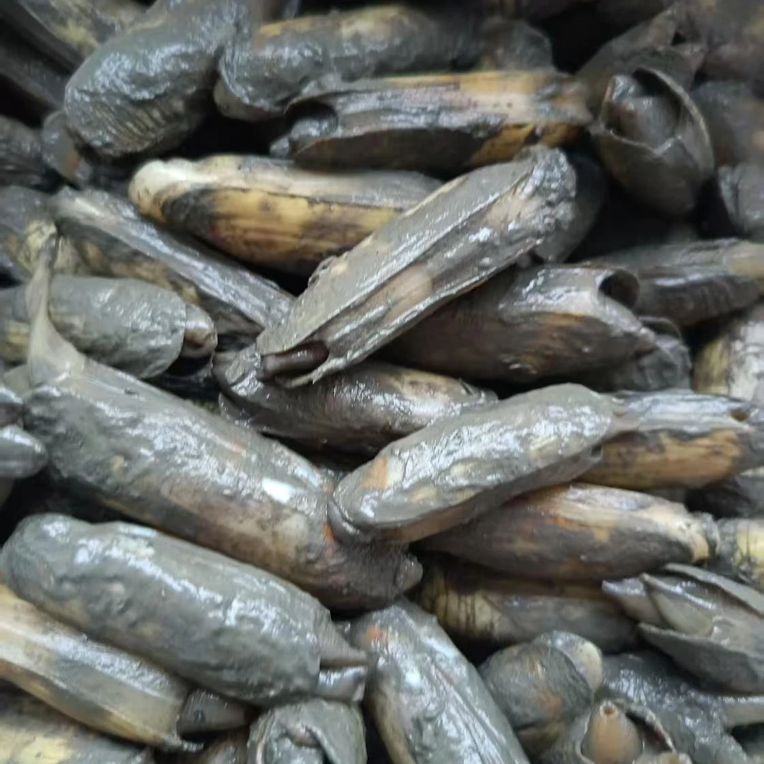 莆田哆头蛏子鲜活海鲜口感好当天挖带泥不泡水当天发