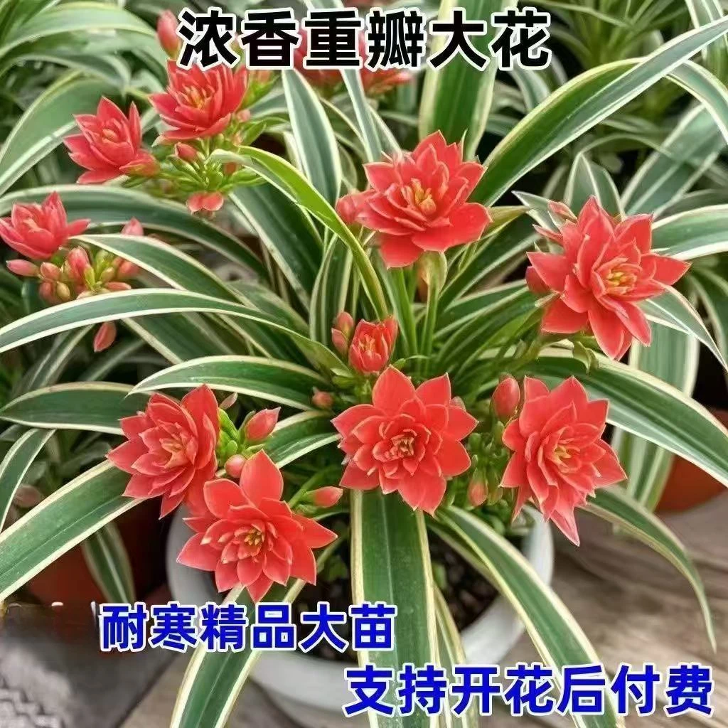 四季开花耐寒耐热金边大花型香水花卉绿植盆栽花苗大盆吊兰