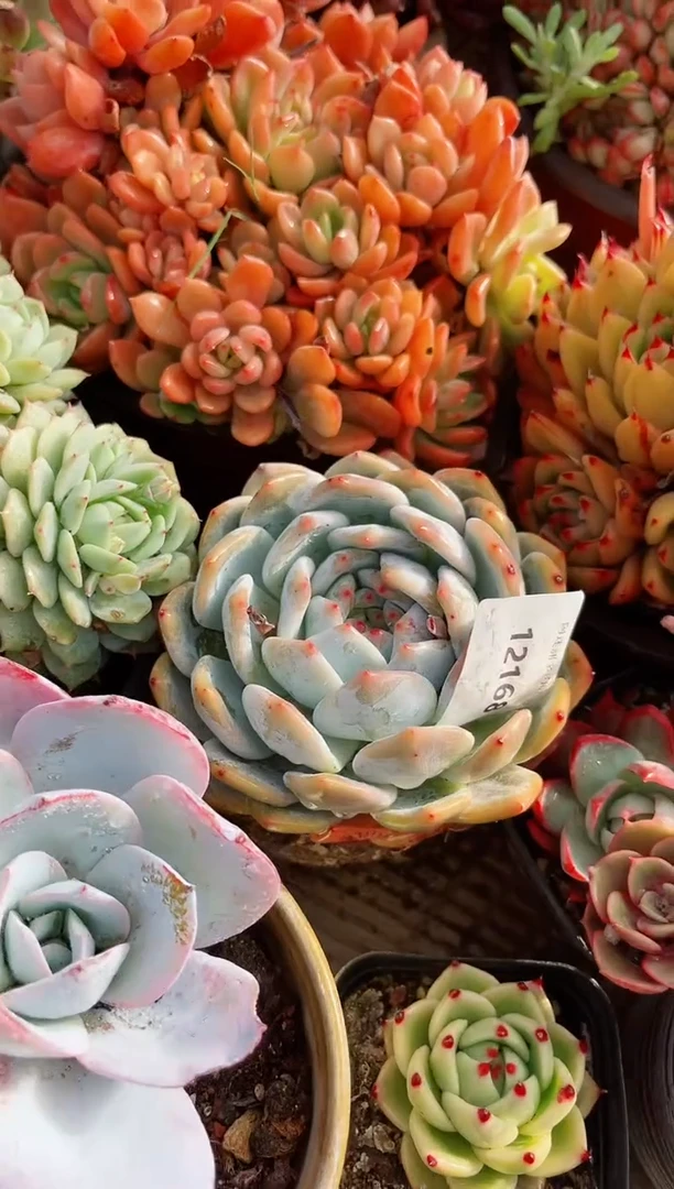 【闪购商品】12168