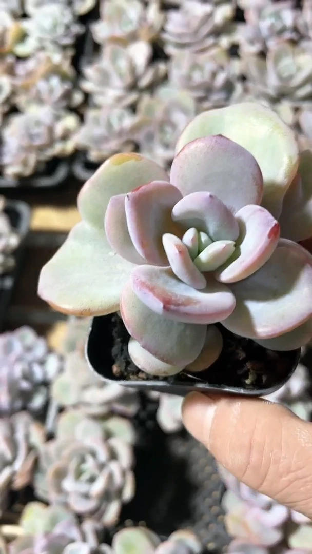 【闪购商品】65盆奶茶单头多肉