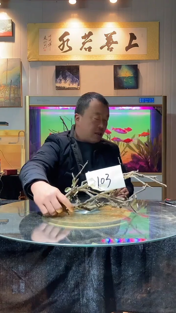 103号天然黄栎木一组适合40-50缸