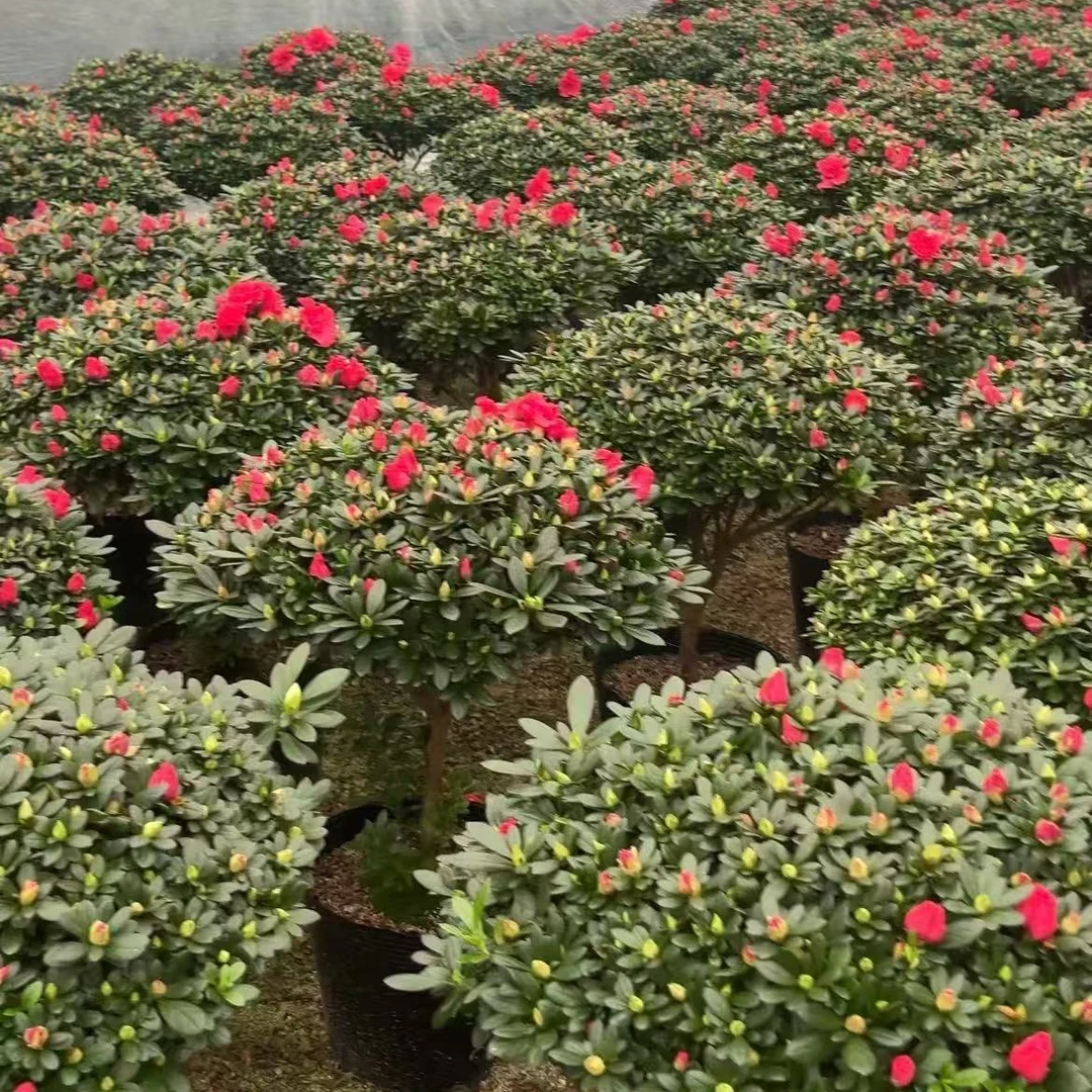 带花苞杜鹃花盆栽四季开花适合室内外好养易活花卉绿植