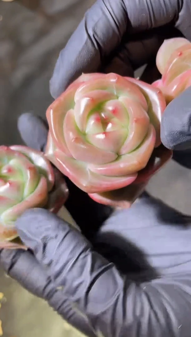 2861 明珠系列2-4厘米 量拍发一颗