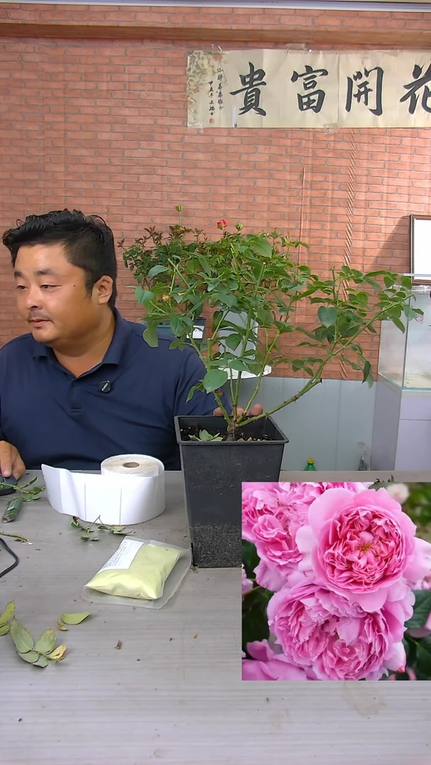 当前无花朵，栽培后可花朵初见