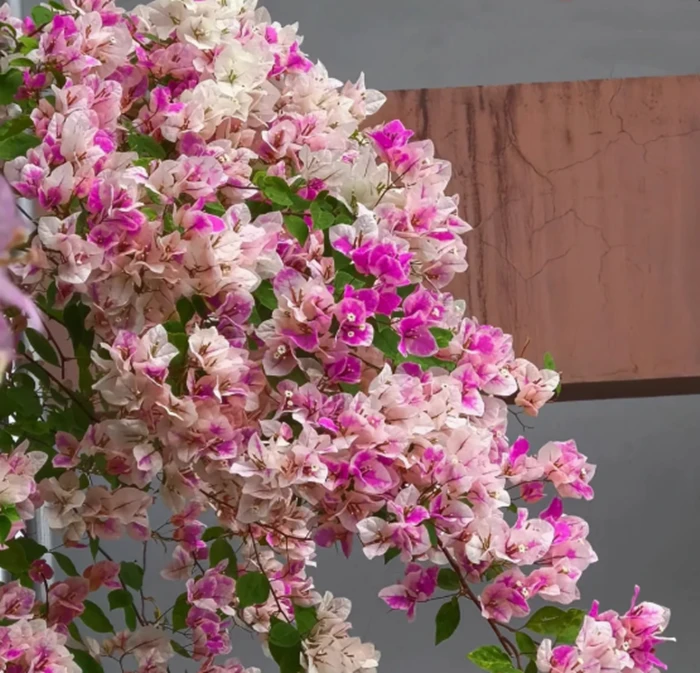 【漳红樱】三角梅盆栽爬藤植物庭院阳台观赏四季开花勤花带花发货