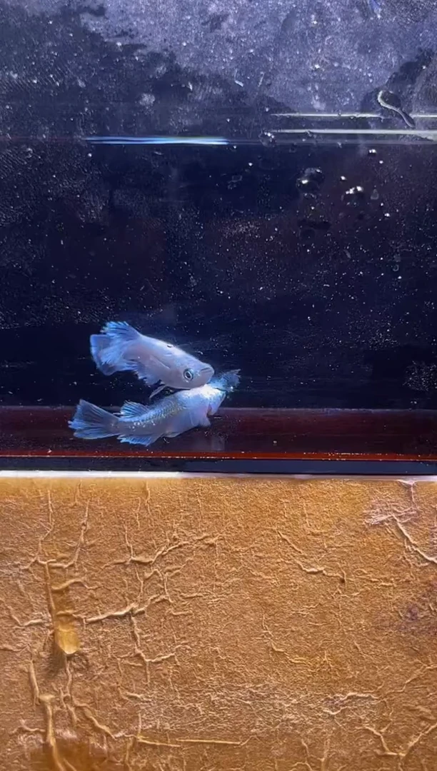 青鳉鱼观背青鳉一物一拍16