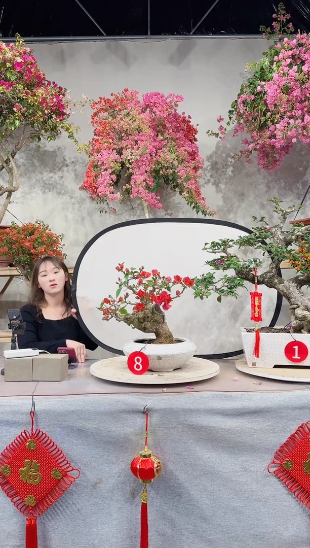 【闪购商品】盆景三角梅