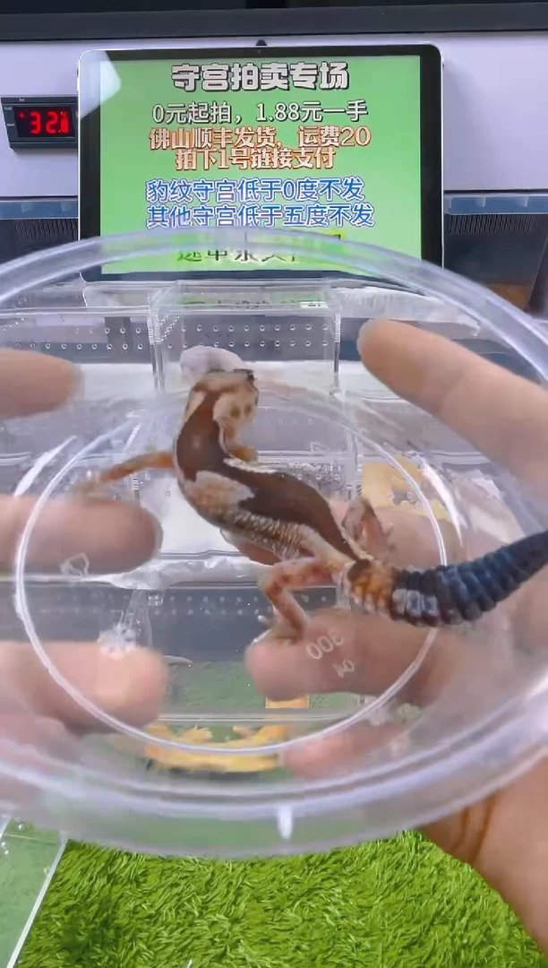 豹纹守宫豹纹守宫肥尾遛弯尾苗子亚成成体