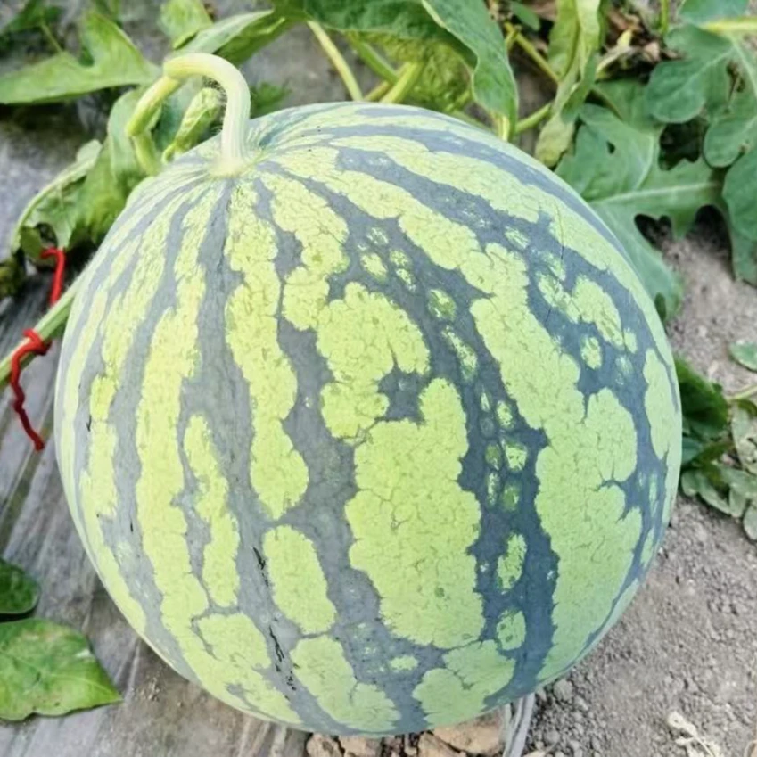 夏季冰凉麒麟瓜（鲜果切500克）甜瓜贵州省