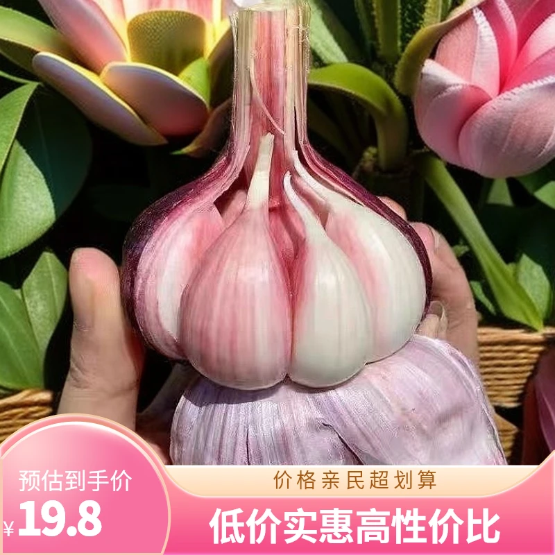 【2025紫皮新鲜】湿蒜大蒜云南鲜蒜红皮多瓣批发紫皮糖醋蒜头香蒜