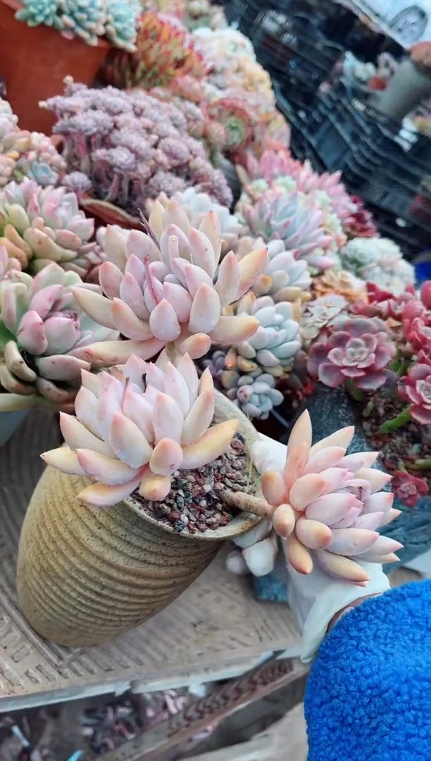 【闪购商品】08144