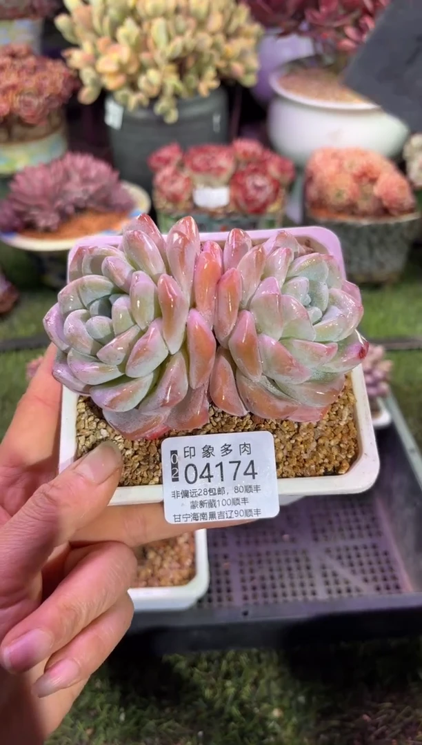 【闪购商品】04174