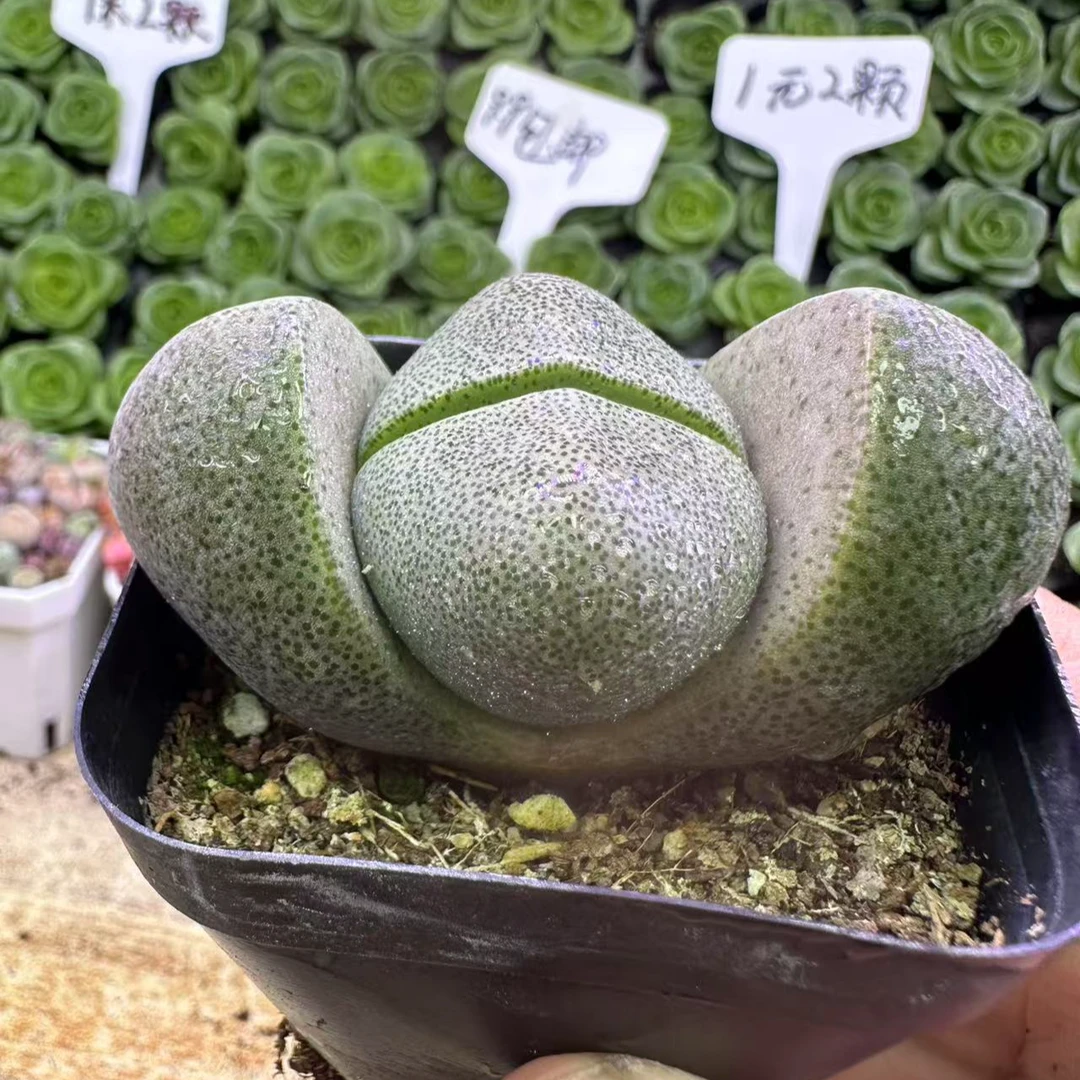 元宝多肉 可开花多肉植物桌面盆栽 满9.9包邮