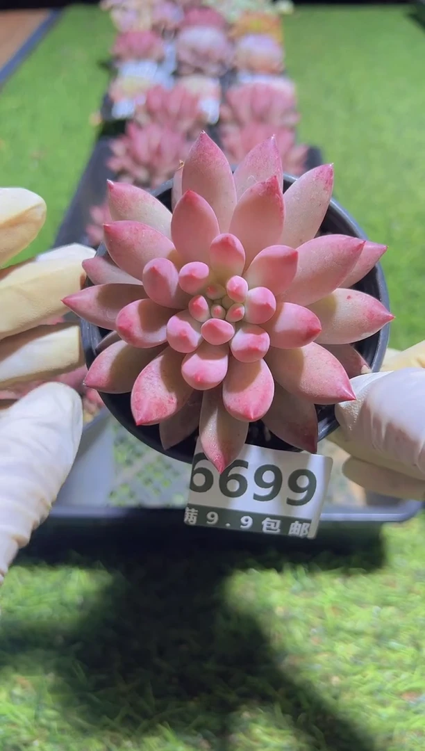 【闪购商品】信福多肉一物一拍