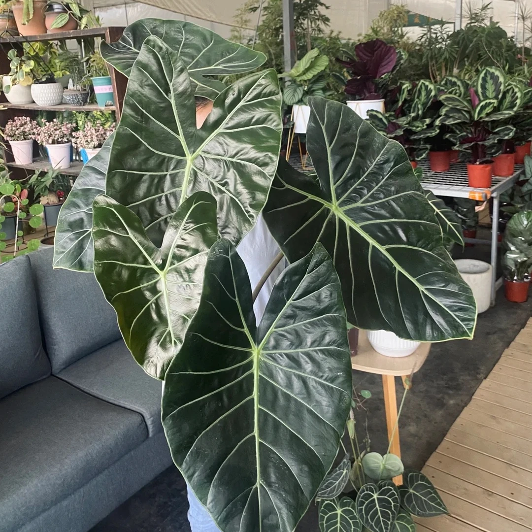 苏拉威西海芋稀有室内观叶植物热带好养绿植盆栽
