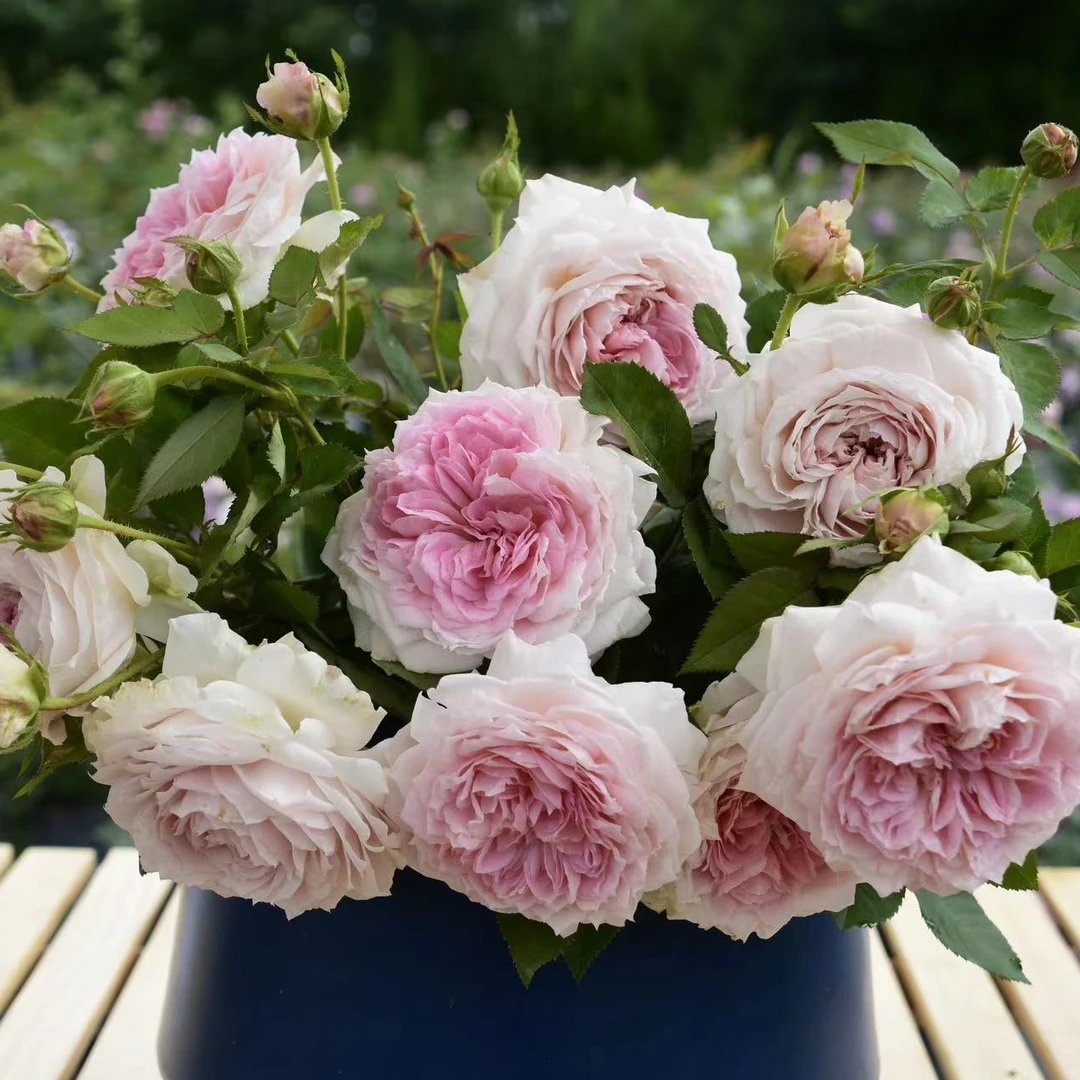 玫瑰大叔 鬓唇自育  灌木勤花丰花大花抗性好  庭院阳台花园种植