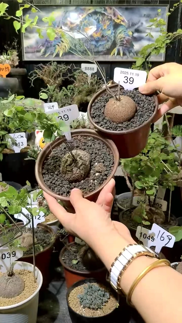 39号1119福利南非龟甲龙买一送一