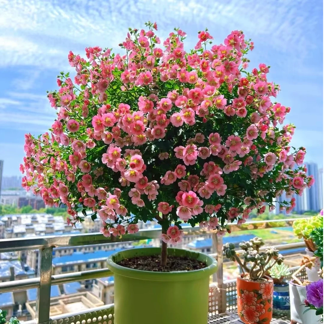 小木槿独杆精选棒棒糖微草梅粉色四季开花机器阳台庭院植物盆栽